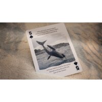 Bicycle Sharks Playing Cards by US Playing Card